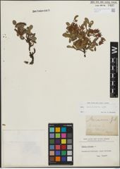 Foto von Salix kitaibeliana Willd.